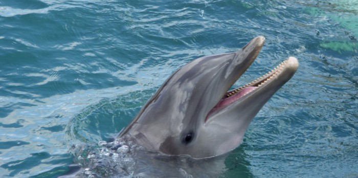The Dolphins who live in Nelson Bay