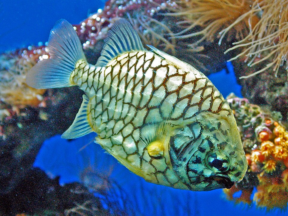 Discover the Wonders of the Port Stephens - Great Lakes Marine Park