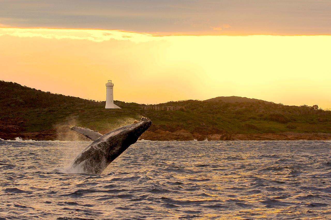Whales, Whales, Whales