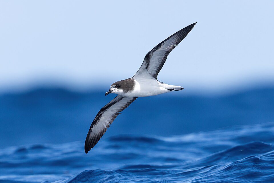 The Gould's Petrel of Cabbage Tree Island: A True Conservation Miracle