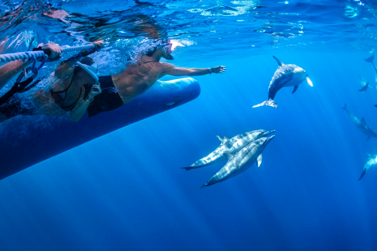 Swimmers and wild dolphins underwater during a Dolphin Swim Australia tour in Nelson Bay